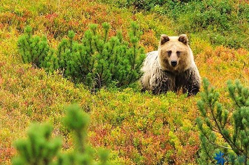 Weekend w Tatrach, niedźwiedź na szlaku
