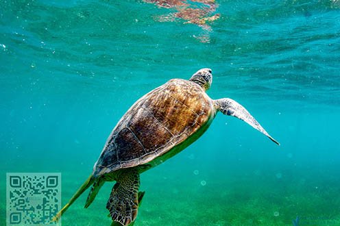 Ziemia żółwi – o nurkowaniu z żółwiami zielonymi w zatoce Akumal