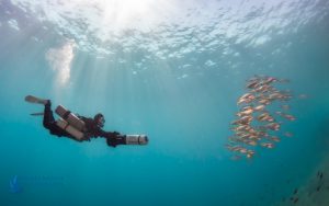 Nurek techniczny z wieloma butlami płynie przy pomocy DPV na tle niebieskiego nieba i krystalicznej wody, przed nim ucieka ławica ryb pelagicznych